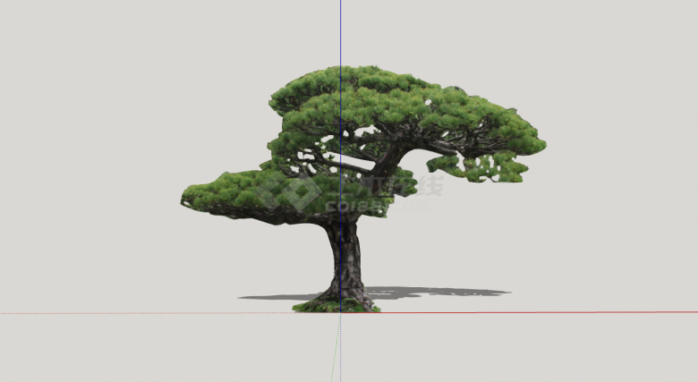 现代松树针叶造型树su模型-图一
