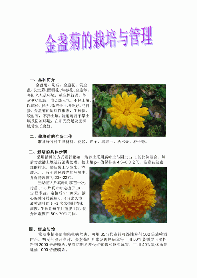 金盏菊的栽培与管理_图1