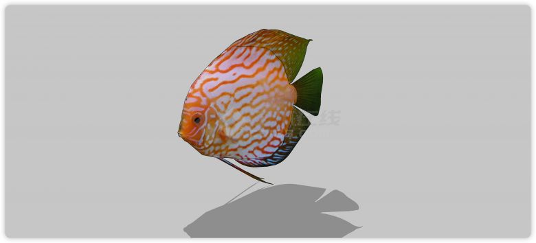 白色橙色花纹热带鱼水族馆鱼类动物组合su模型-图二