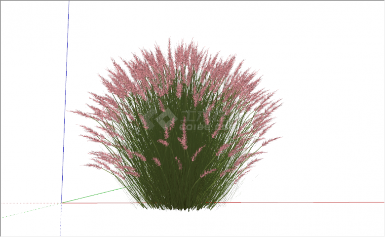 现代粉色观赏草景观植物su模型-图二
