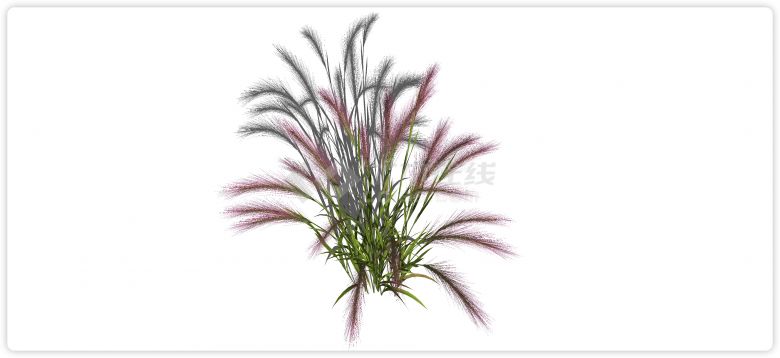 粉红色红色芦苇草水生植物su模型-图二