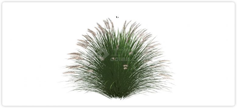 浓密茂盛粉色芦苇草水生植物su模型-图二