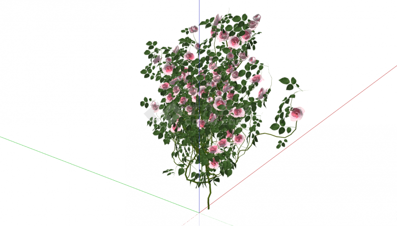 一颗茂密的开满粉色花的 月季花su模型-图二