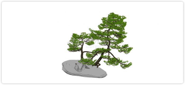两棵反向生长罗汉松造型树su模型-图二