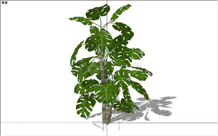现代景观植物龟背竹su模型-图一