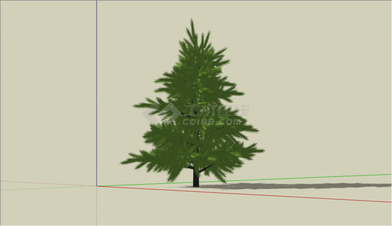 城市路边常绿松树乔木的SU模型-图一