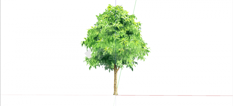 被子植物樟树常绿乔木su模型-图一