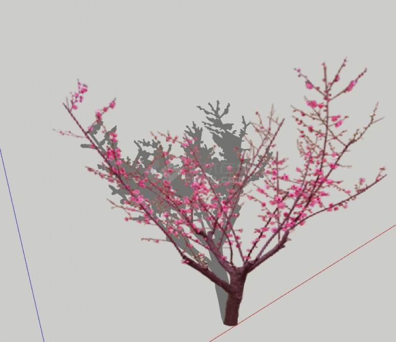 现代小颗樱花树植物su模型-图二