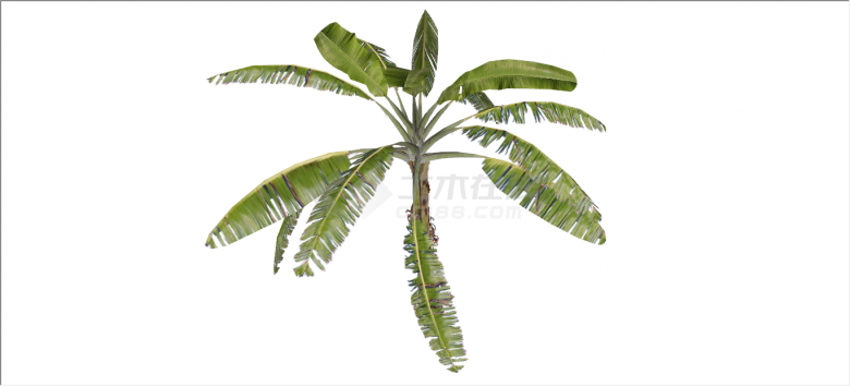 细致深绿棕榈热带树木su模型-图一