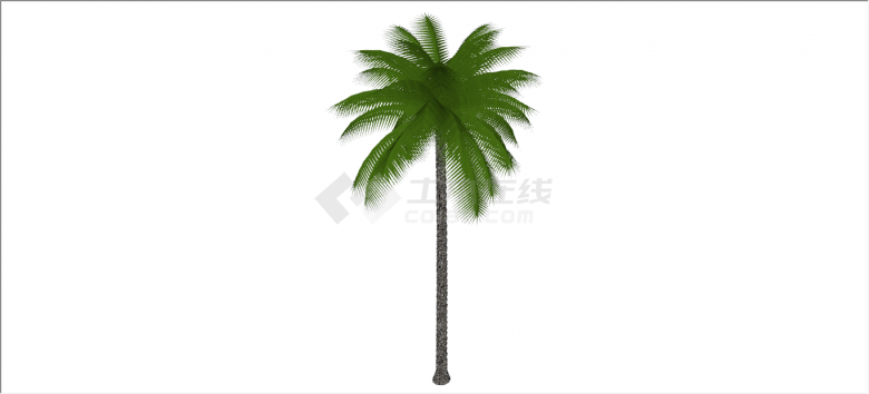 细致蓊郁棕榈热带树木su模型-图二