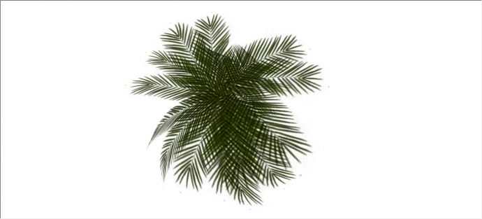 细致挺直棕榈热带树木su模型_图1