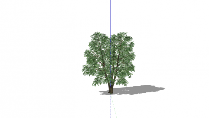 绿色双枝干稀疏乔木su模型_图1