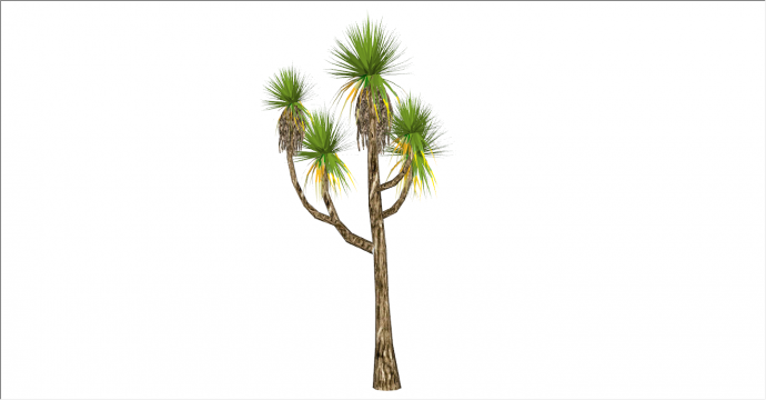 东南亚沙滩棕榈热带树su模型_图1