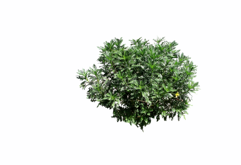 绿色灌木松针类植物su模型-图一