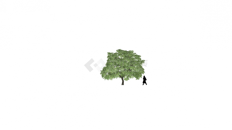 路边高大独立树木与路人SU模型-图二