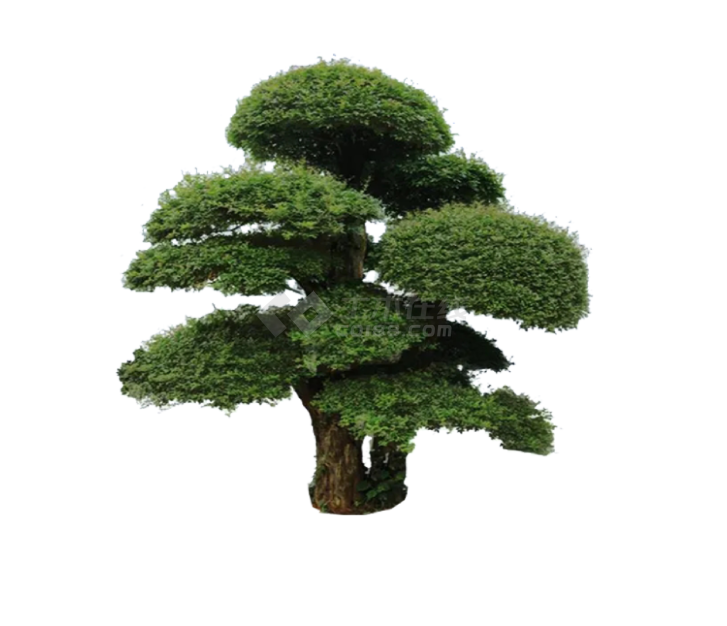 墨绿色现代的造型树su模型-图一