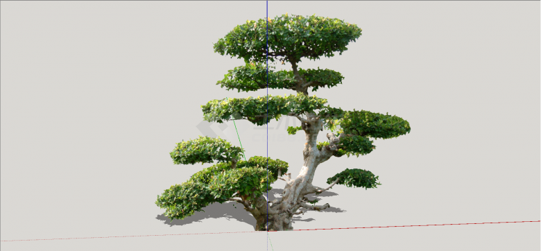 山茶树式造型树su模型-图一