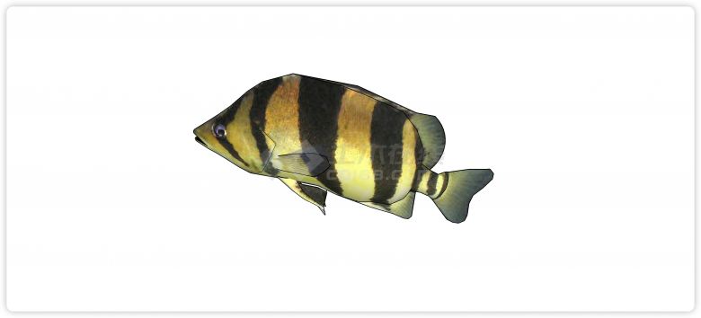 黄色黑色相间热带鱼水族馆鱼类动物组合su模型-图二