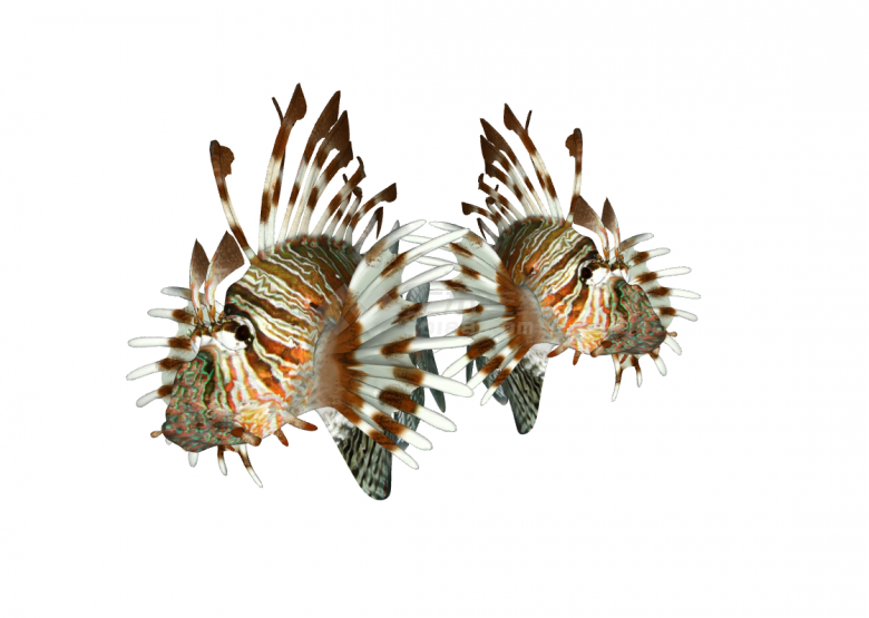 骨瘦嶙峋水族馆鱼类动物组合SU模型-图二