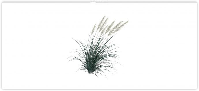 墨绿叶子白色芦苇草水生植物su模型_图1
