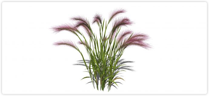 粉红色红色芦苇草水生植物su模型_图1