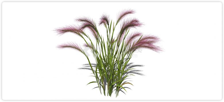 粉红色红色芦苇草水生植物su模型-图一