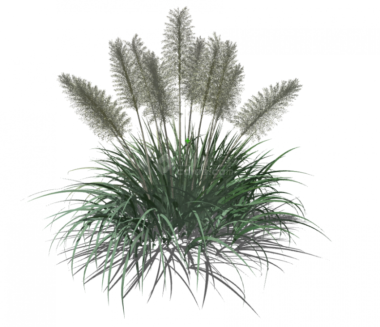 现代水生植物su模型-图二