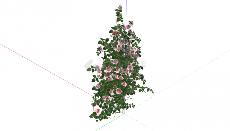  一棵开满了粉白色花的的月季花 su模型-图二