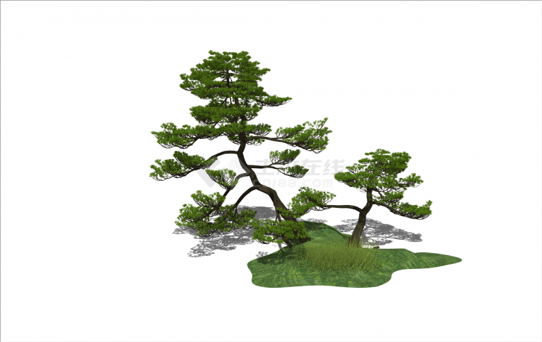 现代挺拔罗汉松造型树su模型-图一