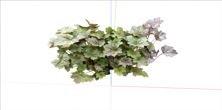 枫叶状观赏性植物su模型-图二