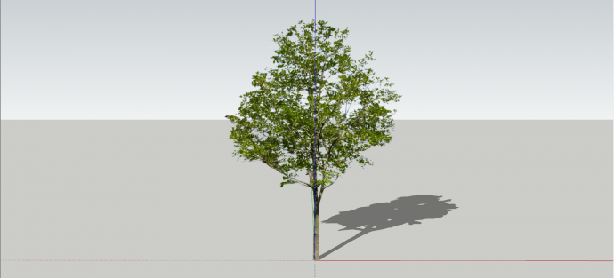 木兰科马褂木常绿乔木su模型_图1