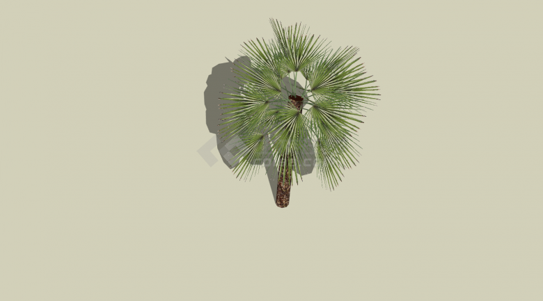 棕榈热带树个体外观su模型-图二