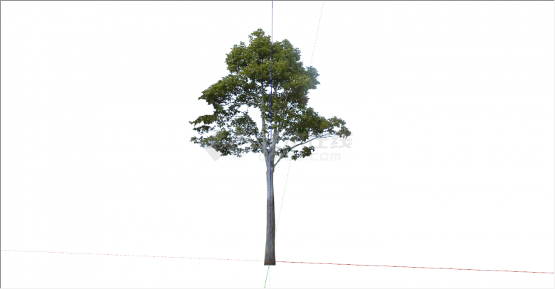 环保新颖的大型乔木su模型-图二