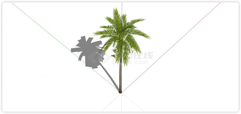 细高树干椰子树热带树su模型-图二