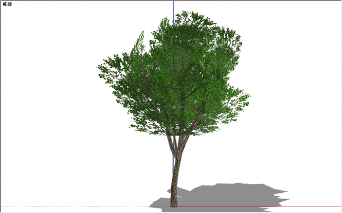 现代常绿榉树绿色乔木su模型_图1