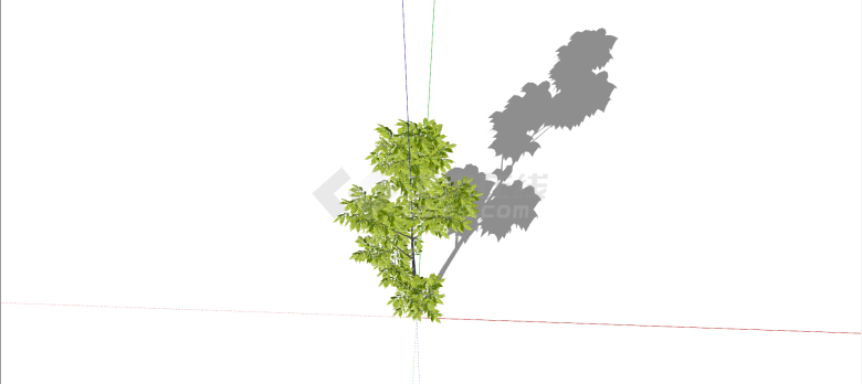 榆科鸡油树绿色乔木su模型-图二