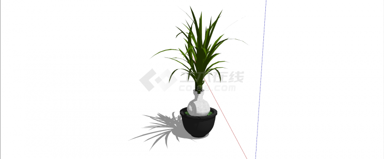 龙舌兰科龙血树室内植物su模型-图二