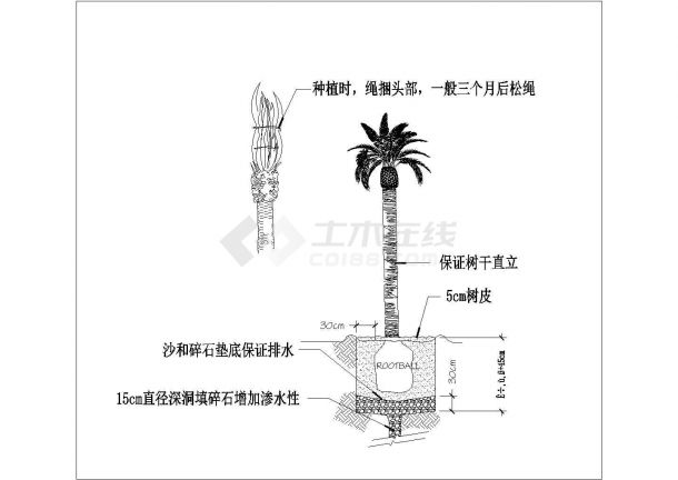 棕榈树栽植方式CAD详图-图一