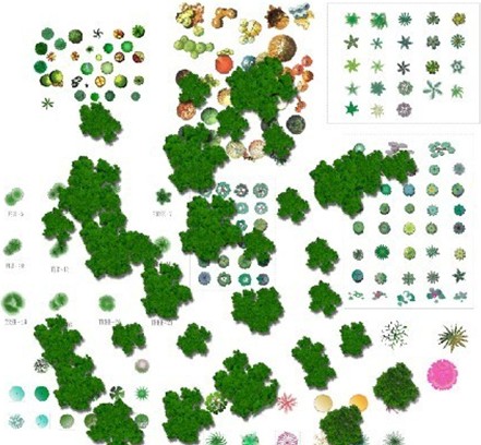 园林植物平面素材彩图1_图1