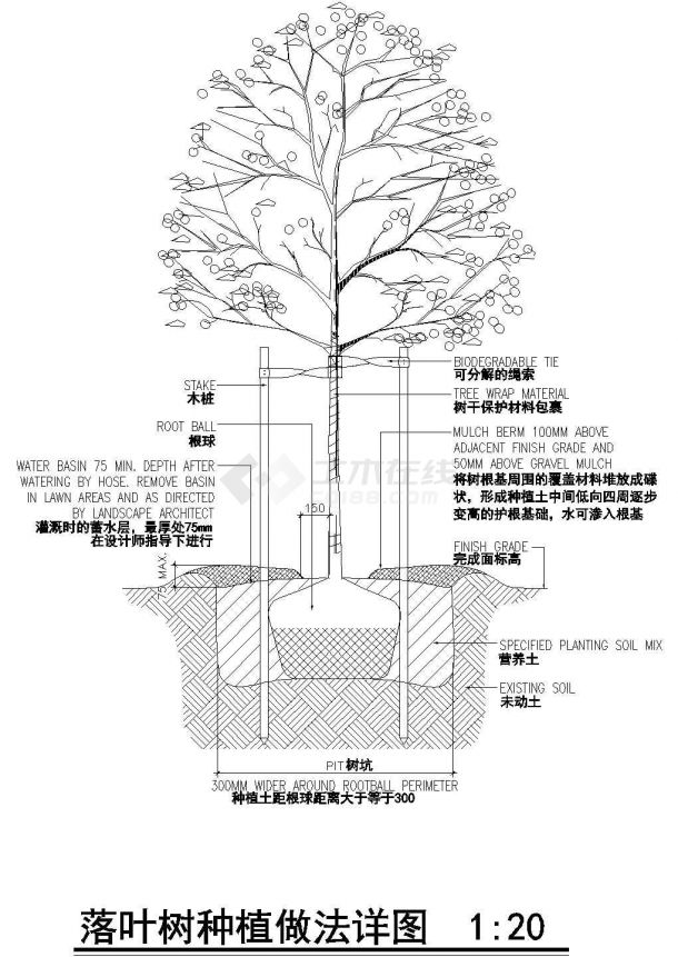 落叶树种植细节示意图-图二