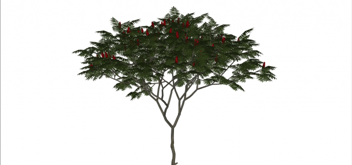 一颗枝繁叶茂的树木su模型_图1