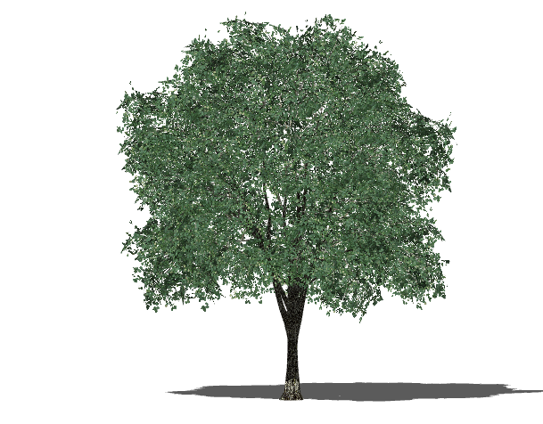 五角星状绿色植物树木su模型_图1