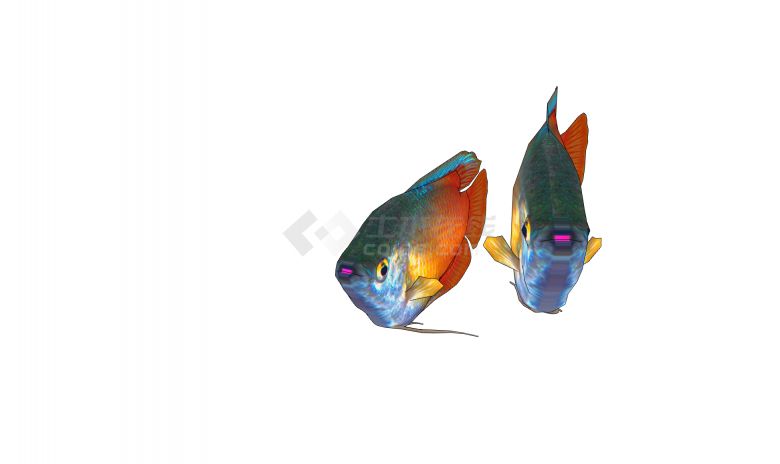 金龙鱼水族馆鱼类动物su模型-图二