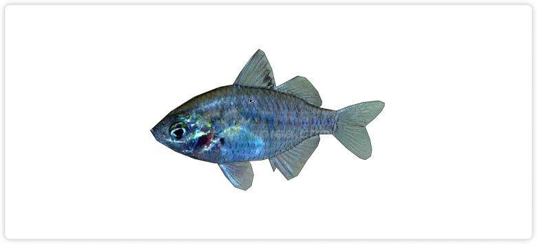 蓝色发光水族馆鱼类动物组合su模型-图一
