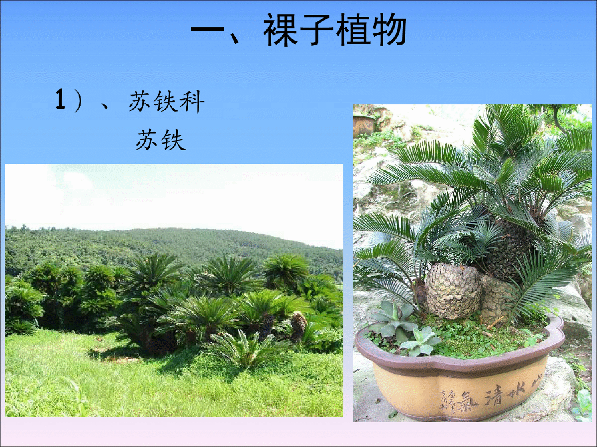 园林常见植物-图二