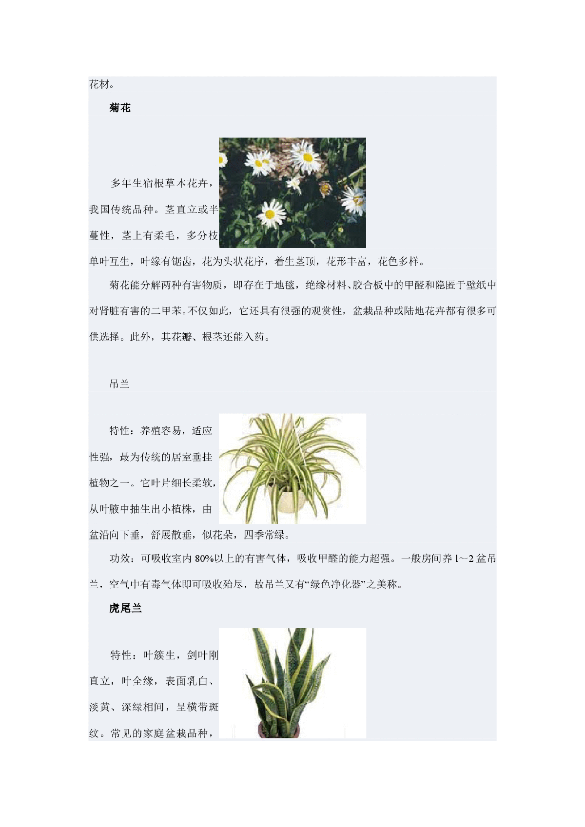 部分植物花卉的作用-图二