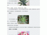 部分植物花卉的作用图片1