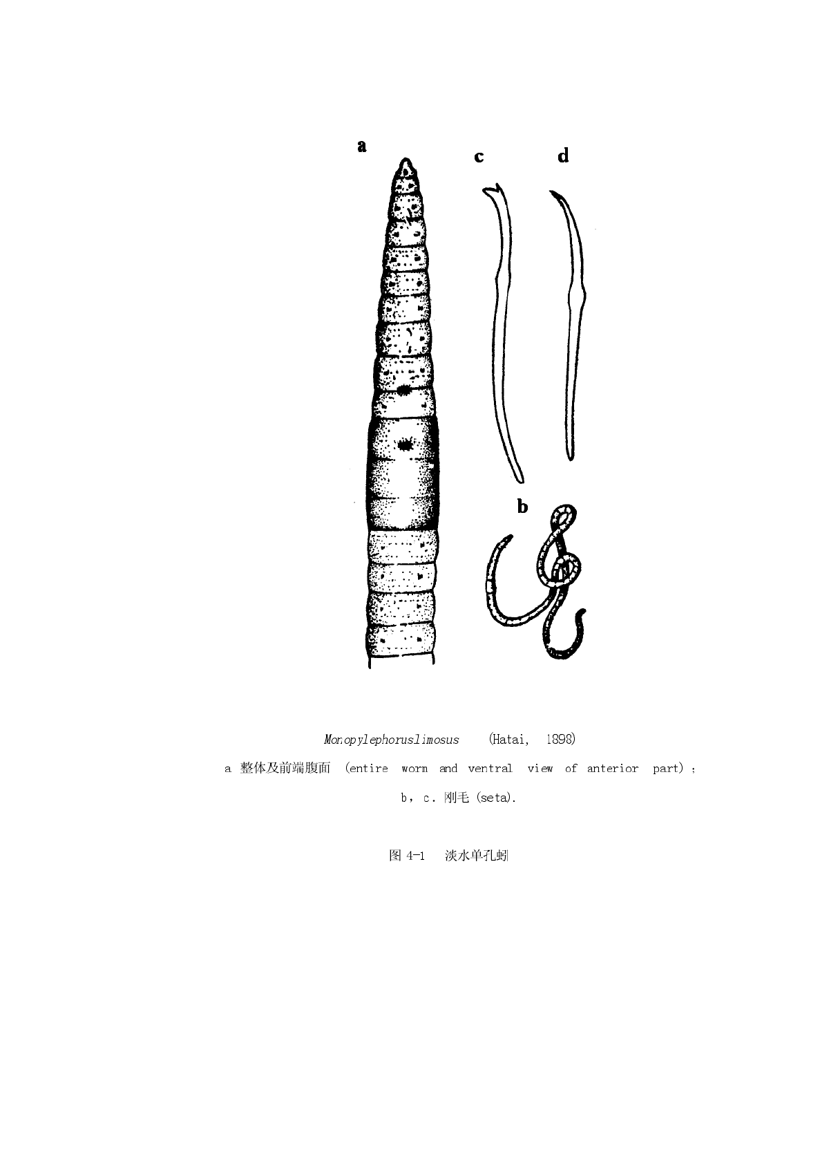 红线虫生物特性及生活习性（颤蚓）-图二