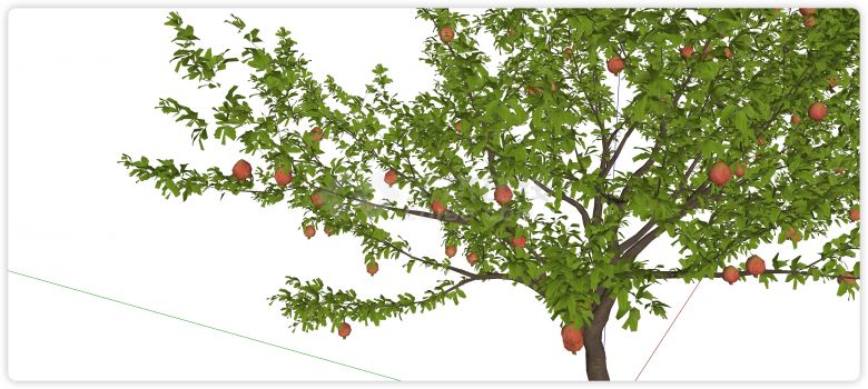 带果实桃树绿叶果树su模型-图二