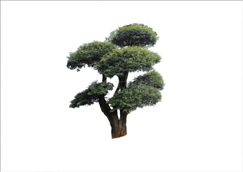 平面直观造型景观树su模型-图二